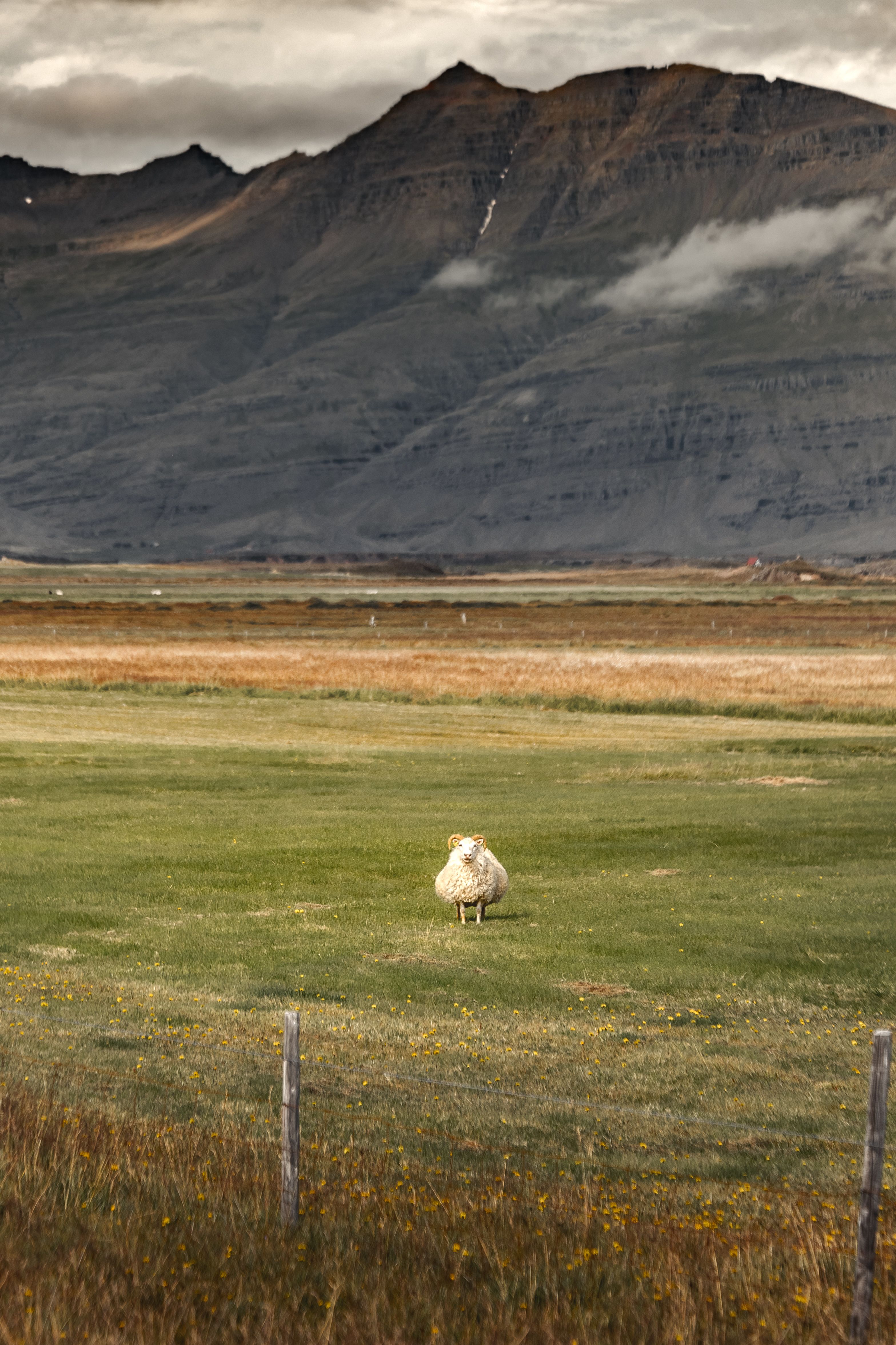 A Sheep on the Field Near the Mountain · Free Stock Photo