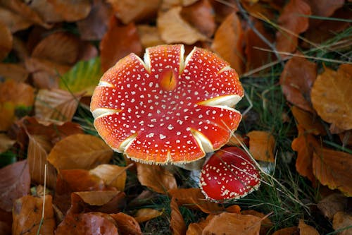 Gratis stockfoto met bruine bladeren, champignons, detailopname