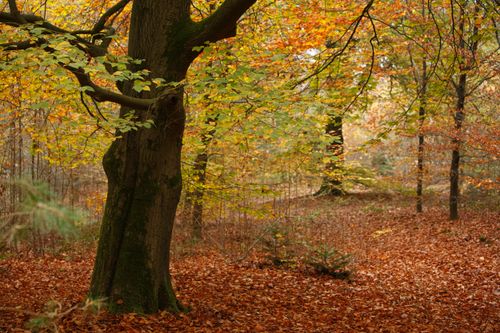 Free Explore the tranquil beauty of a vibrant autumn forest in Lunteren, Netherlands with rich foliage and serene scenery. Stock Photo