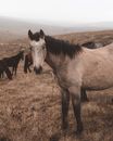White and Brown Horse on Brown Grass Field