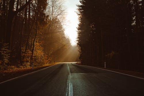 Empty Road in Between Trees