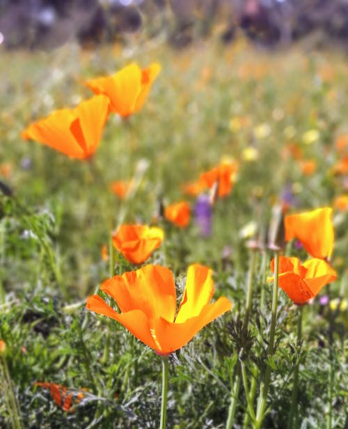 Ücretsiz California Poppy Flower'ın Seçici Fotoğrafı Stok Fotoğraflar