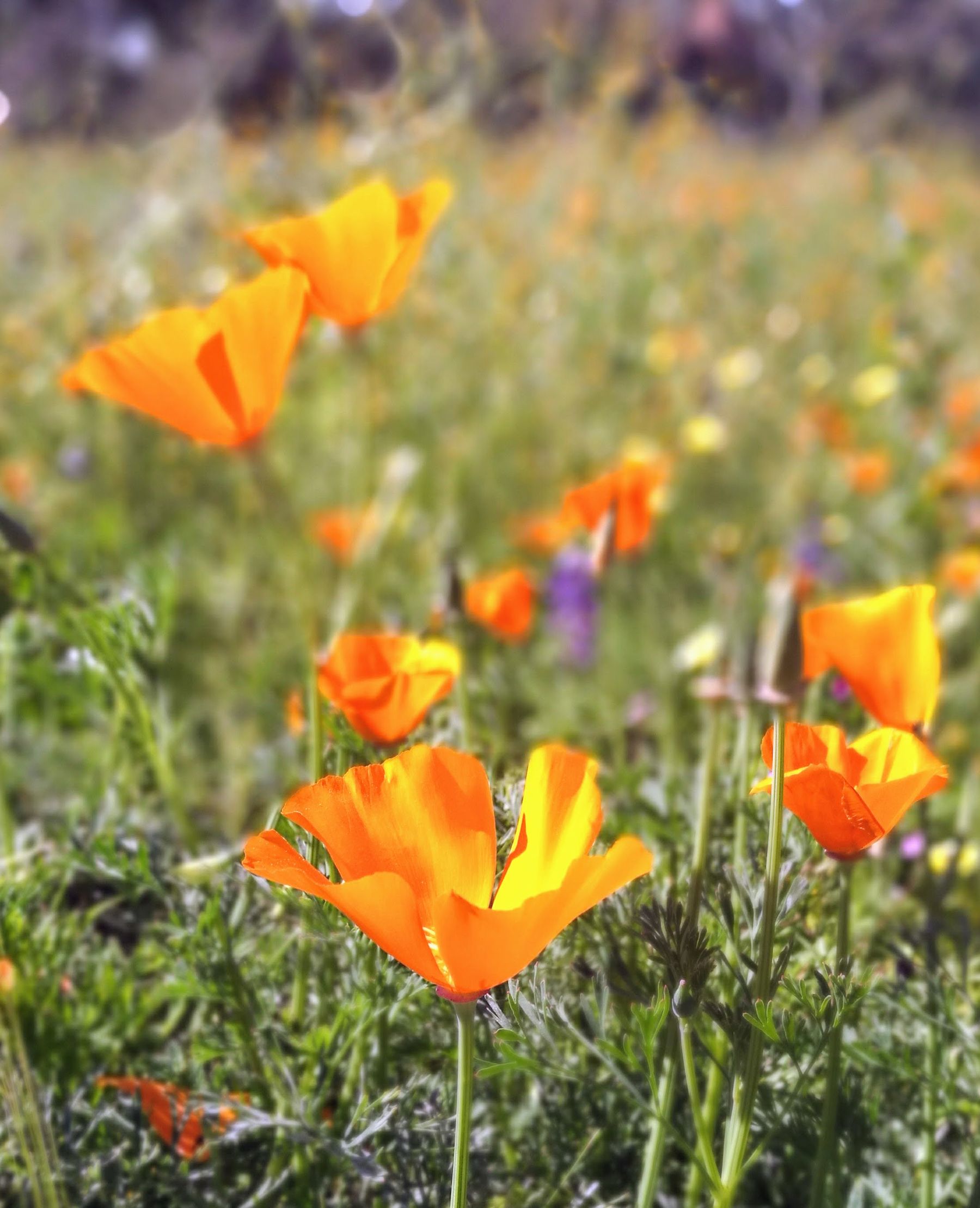 Orange California poppy flowers blooming in a field Orange California poppy flowers blooming in a field