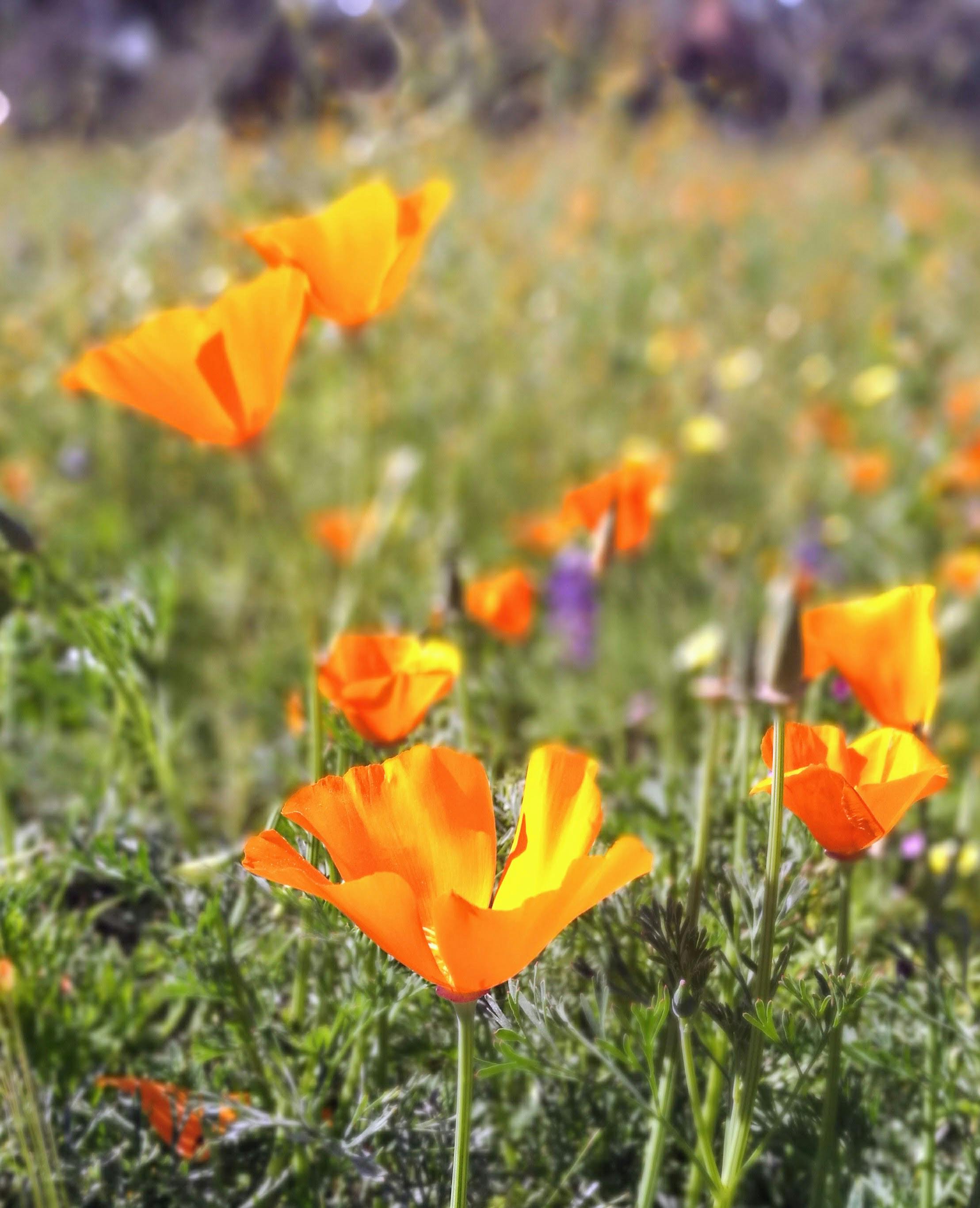 Selective Photo of California Poppy Flower · Free Stock Photo