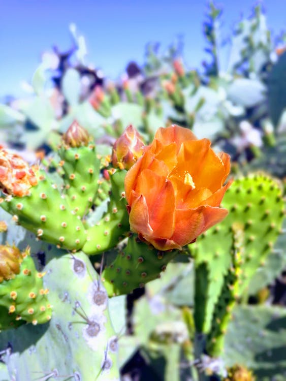 Free Green and Orange Cactus Stock Photo