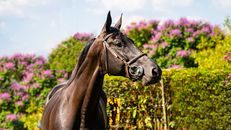 Free stock photo of animal, cavalry, countryside