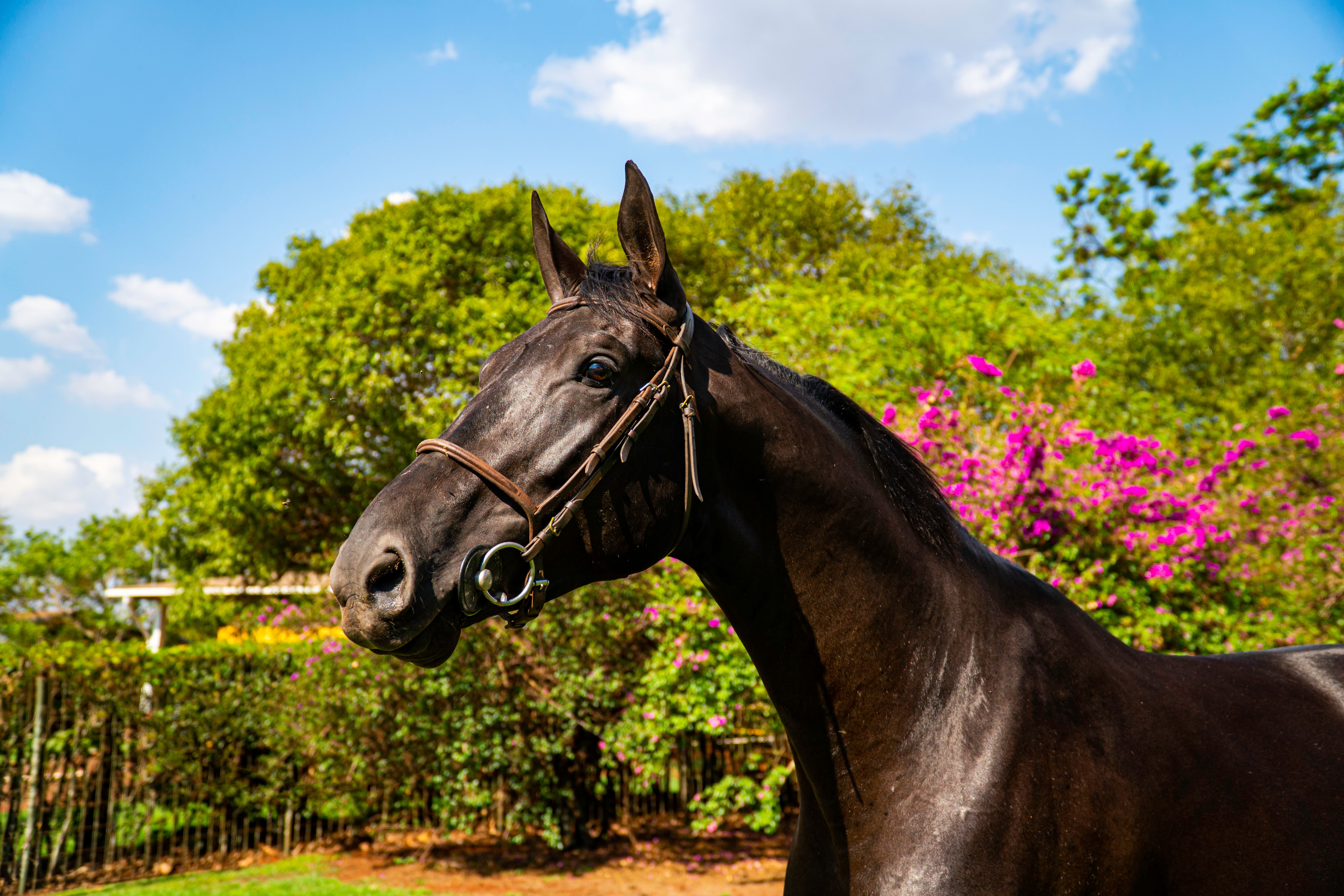 Striking black horse portrait in a vibrant green and floral outdoor garden.