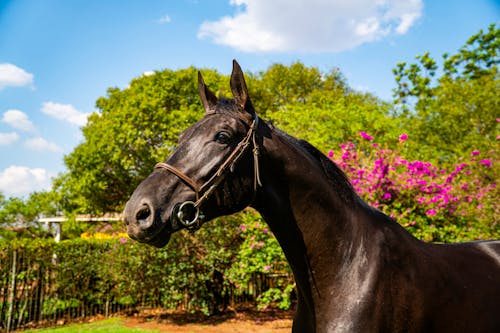 Základová fotografie zdarma na téma černý kůň, detail, fotografování zvířat