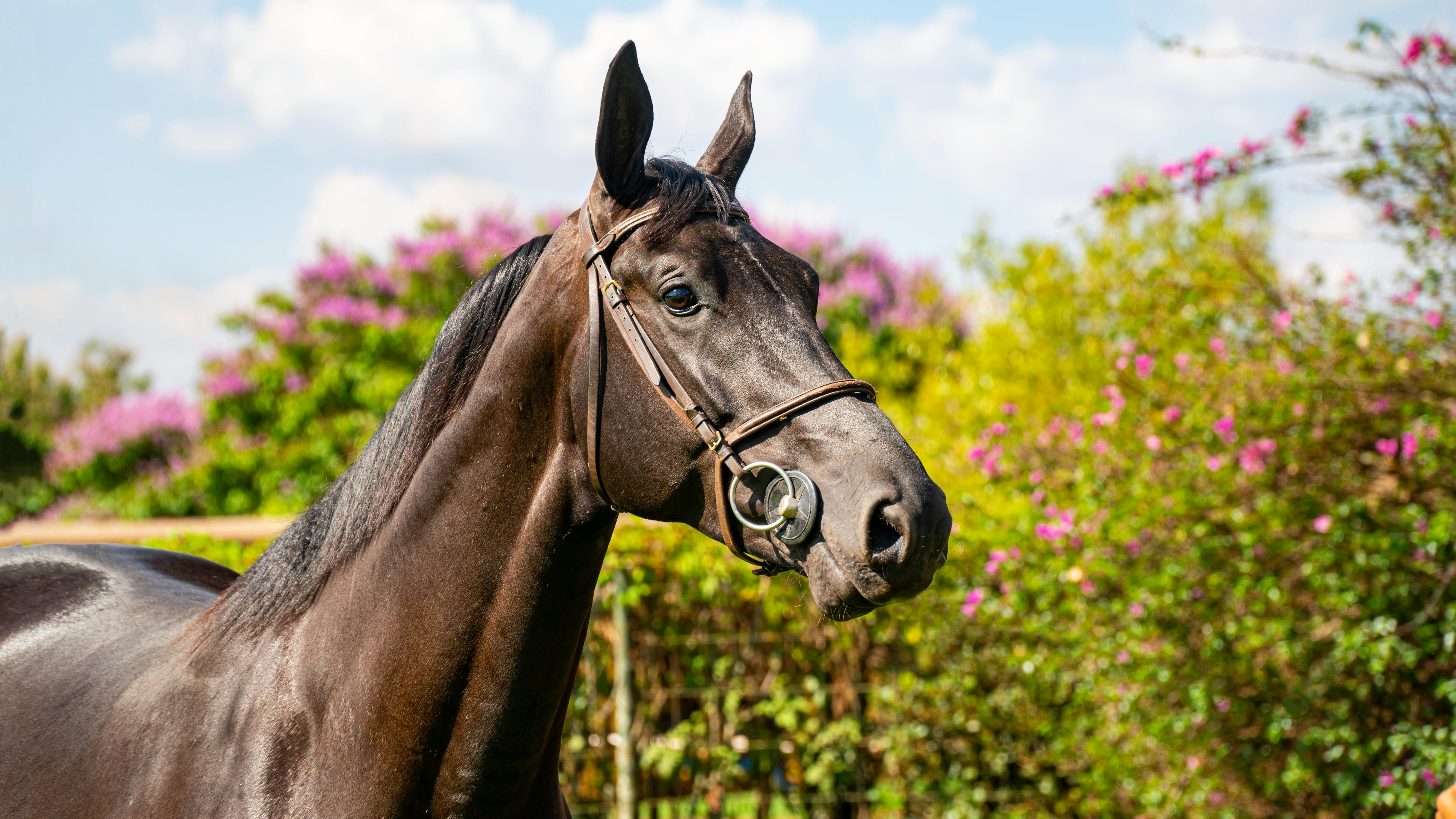 Has any horse broke Secretariat's record?