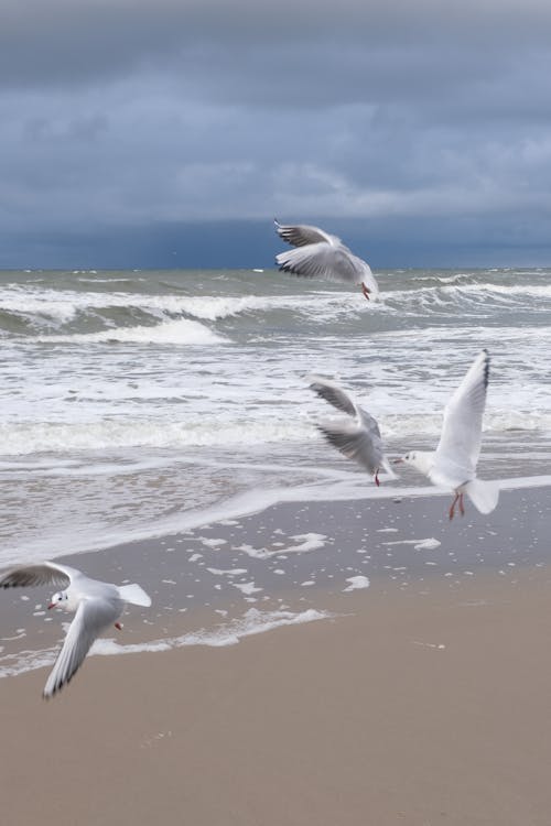 Kostnadsfri bild av birds_flying, fågel, fiskmåsar