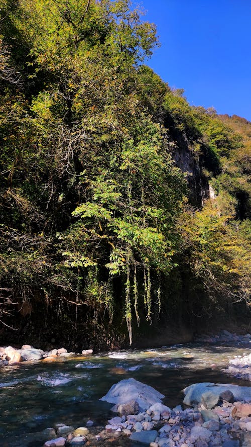 Foto profissional grátis de beleza da natureza