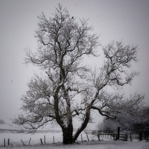 Free Leafless Tree on Snow Covered Ground Stock Photo