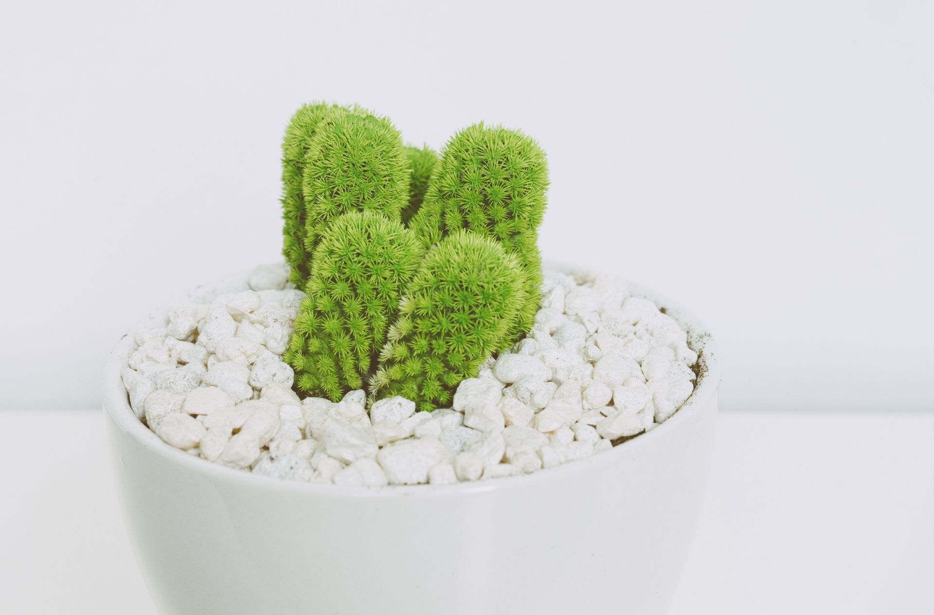 Close-up of a vibrant green cactus in a white pot with white pebbles on a clean background.