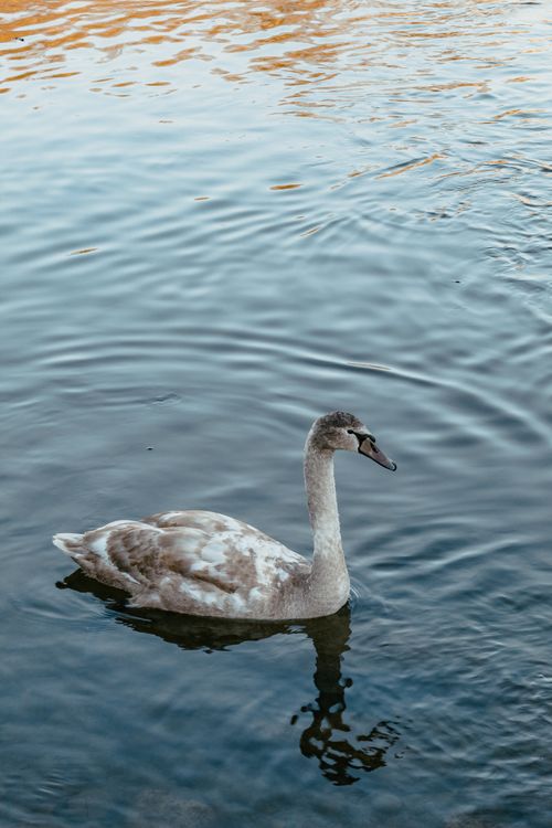 Free A young swan glides elegantly on a serene lake in Kempten, Bavaria, Germany. Stock Photo