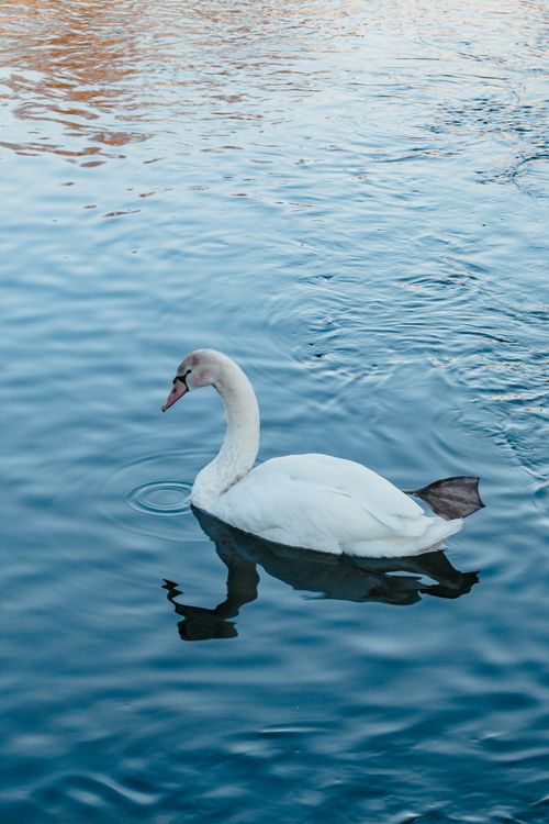 Free Elegant white swan swimming calmly on a serene lake. Perfect for wildlife themes. Stock Photo