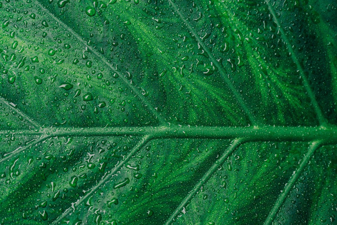 green leaf