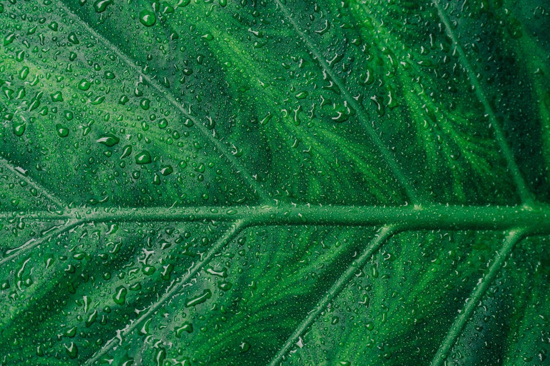 Free Green Leaf Stock Photo