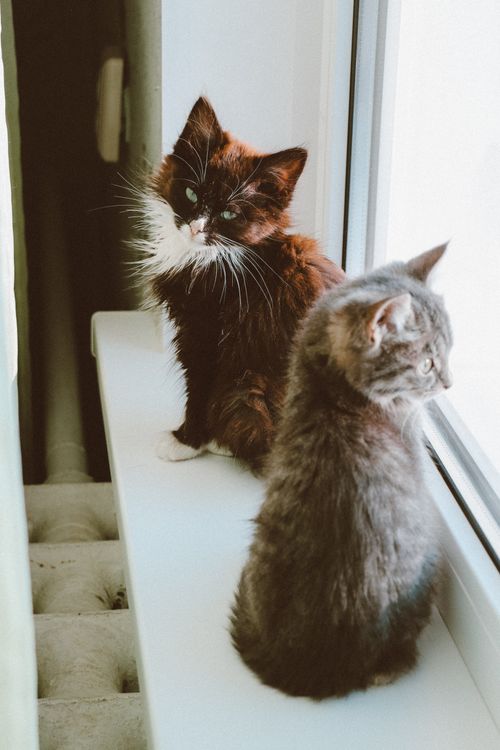 Free Two cute kittens enjoying a view from a sunny indoor window ledge. Stock Photo