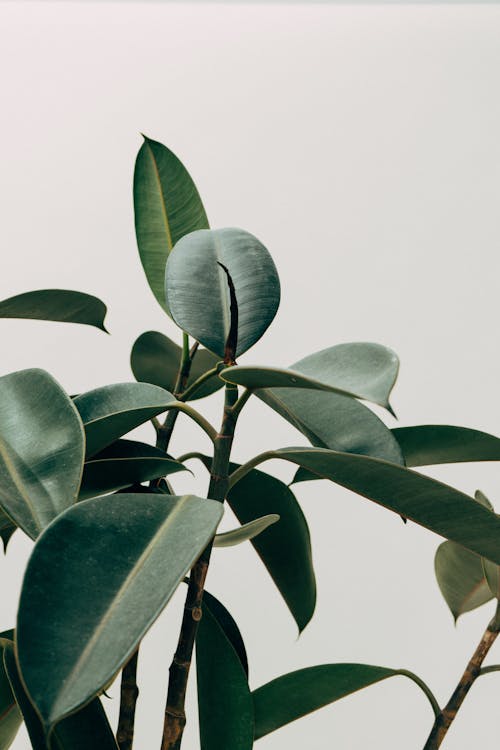 Fotobanka s bezplatnými fotkami na tému botanický, dekoratívna rastlina, exotický