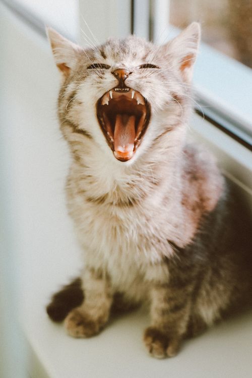 Free Cute tabby kitten yawning on a windowsill indoors, showcasing its playful nature. Stock Photo