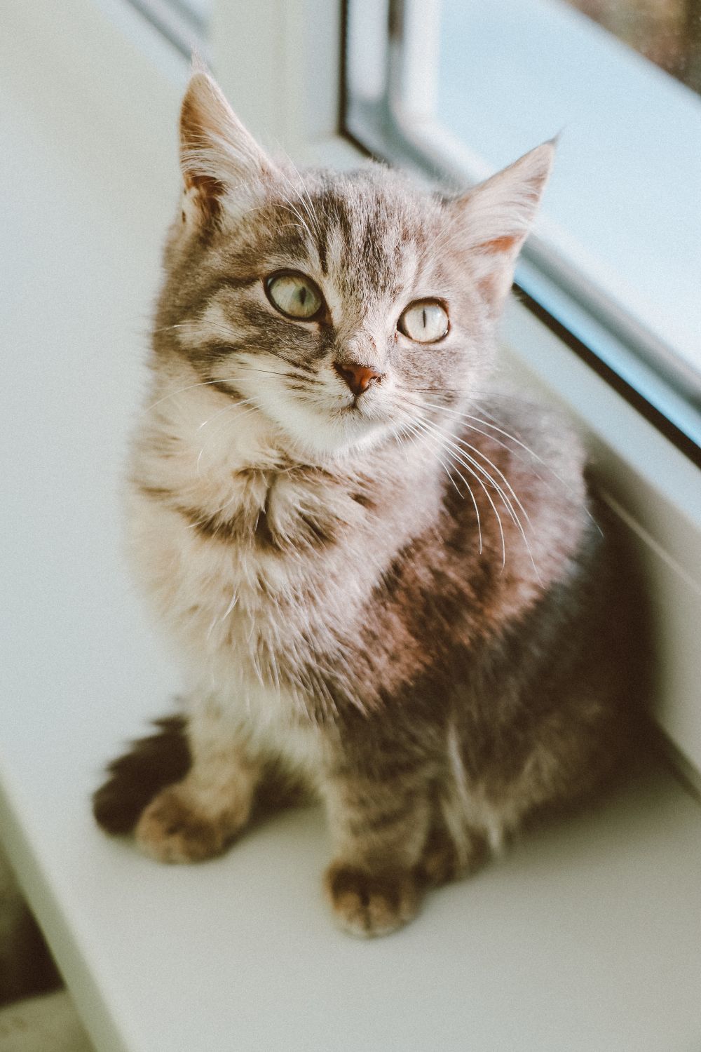 Domestic cat photographed indoors