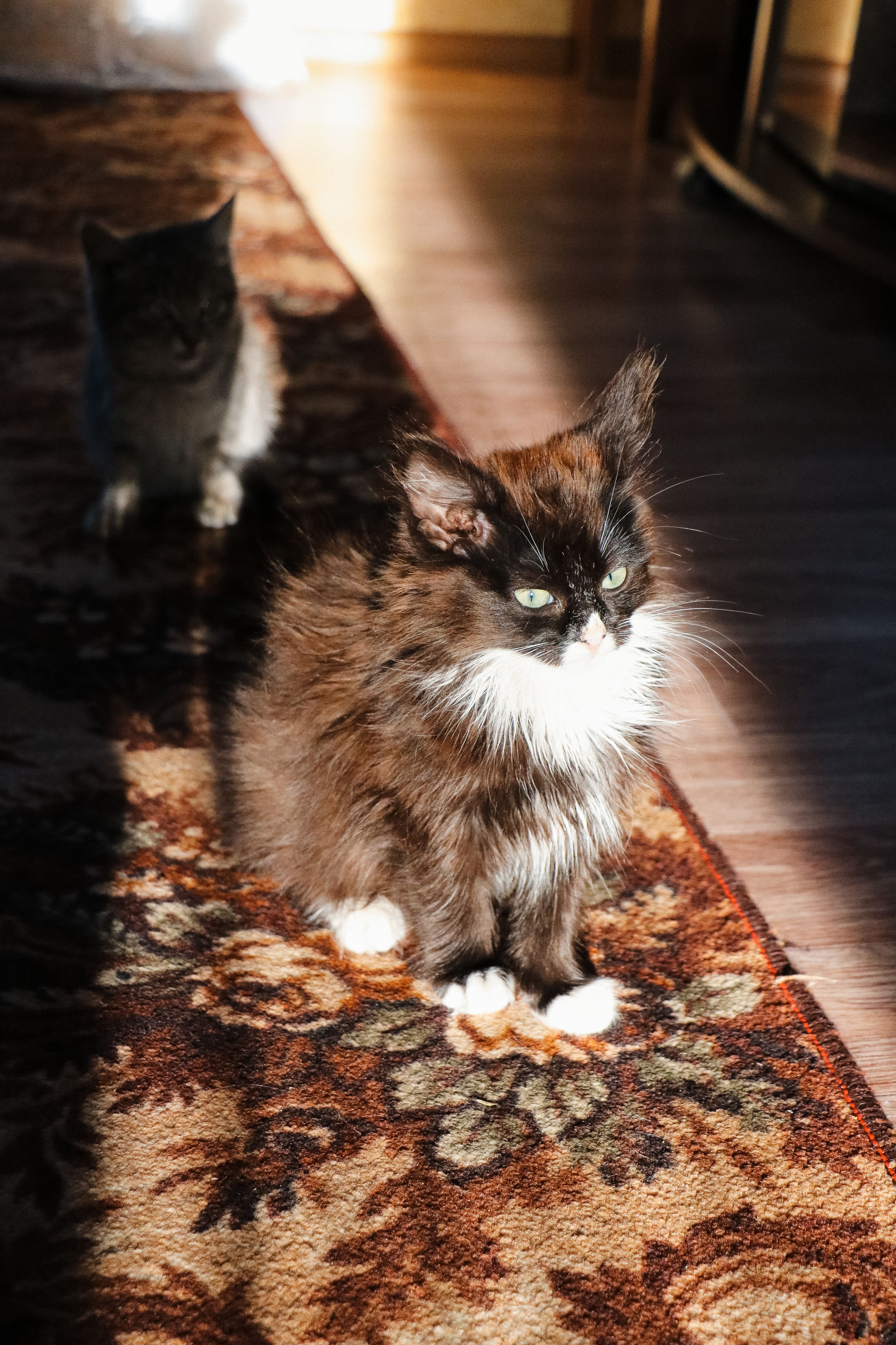Cat Sitting on Rug · Free Stock Photo