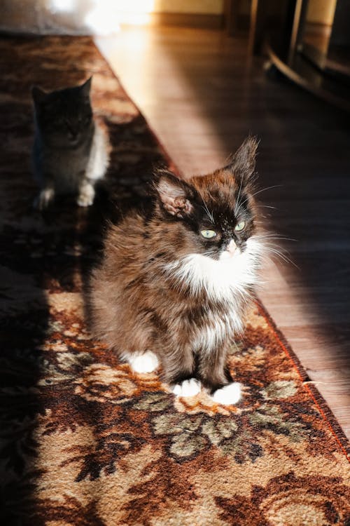 Kostenloses Stock Foto zu amerikanische waldkatze, katze, katzenartig