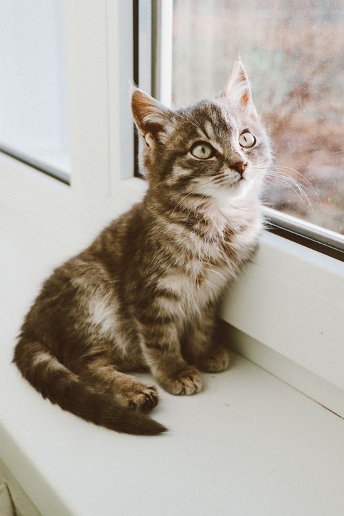 Free Charming gray tabby kitten gazing outside while sitting on a white windowsill. Stock Photo