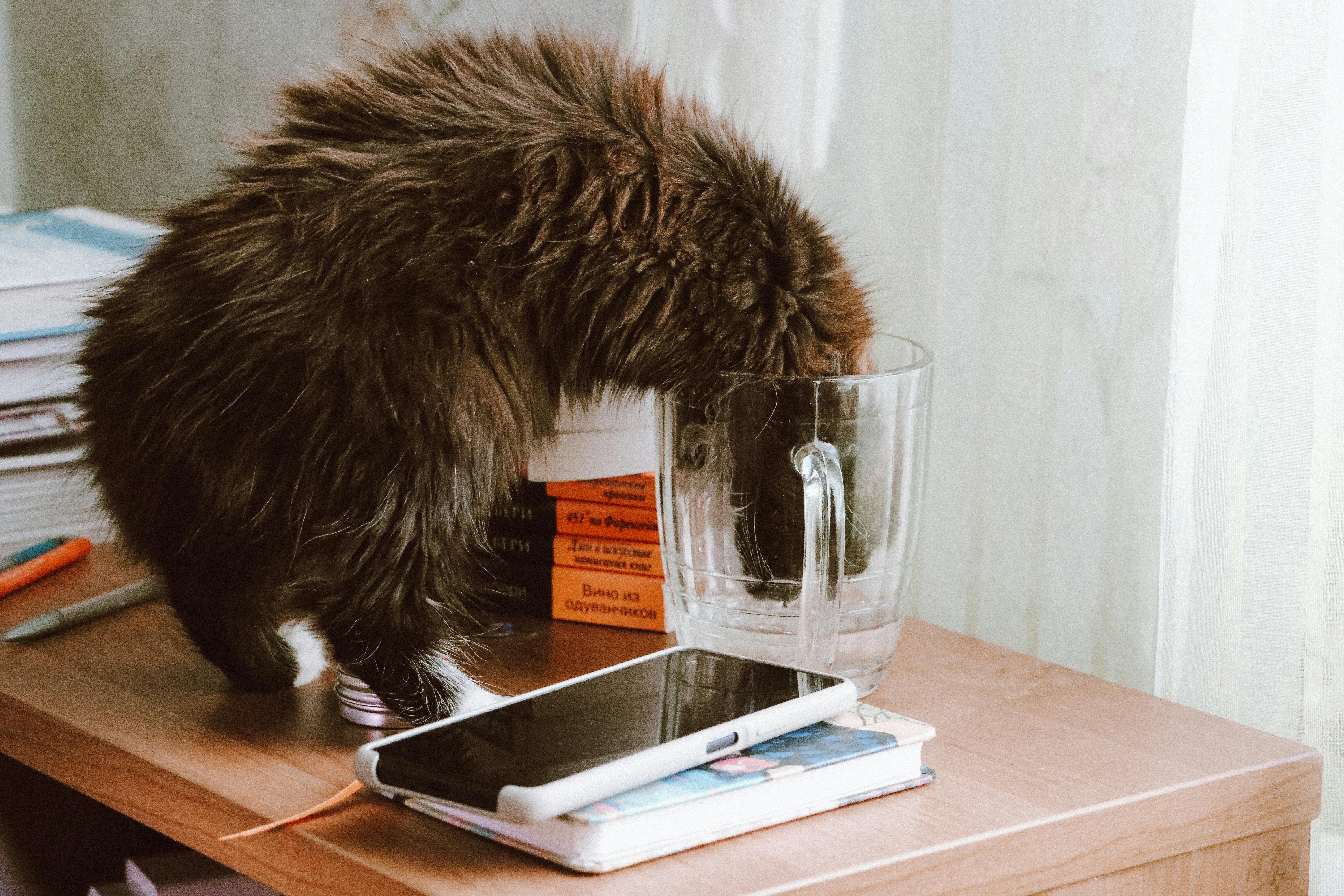 A fluffy cat curiously drinks water from a large glass mug on a cluttered desk.