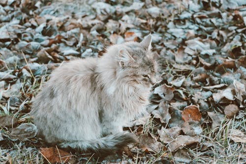 Free Cat Sitting on Dry Leaves Stock Photo