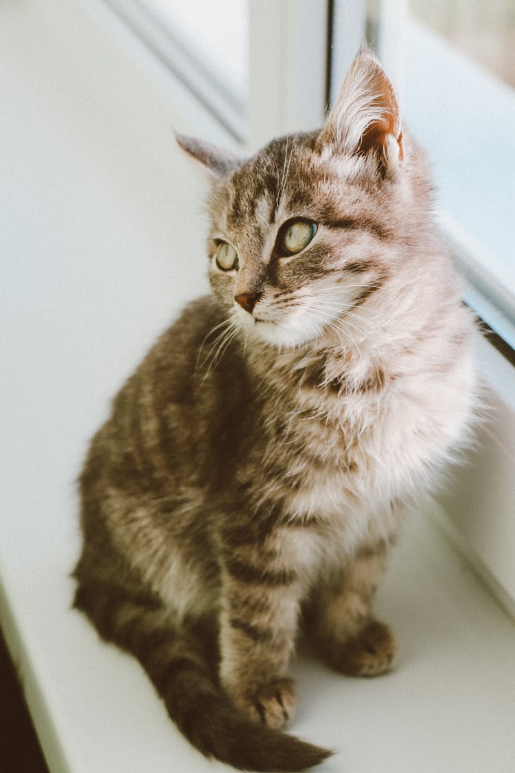 A Cute Cat On A Windowsill