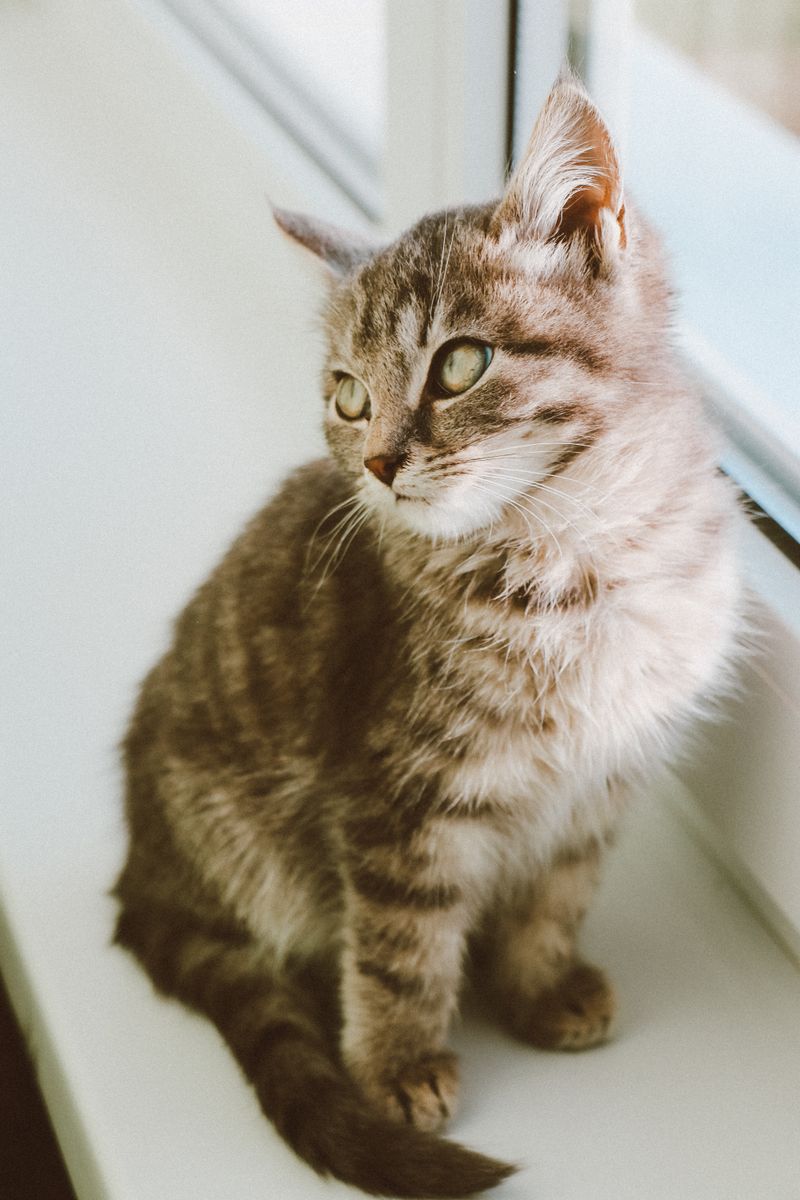Tabby kitten by a bright window