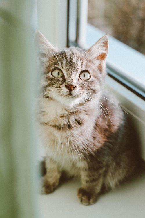 Free Charming tabby kitten gazing with curiosity while sitting on a windowsill. Stock Photo