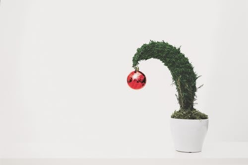 Planta Verde Con Adorno Rojo Plantado En Maceta De Cerámica Blanca