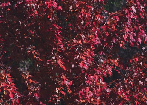 Close-up of vibrant red maple leaves in autumn, showcasing nature's vivid fall colors.