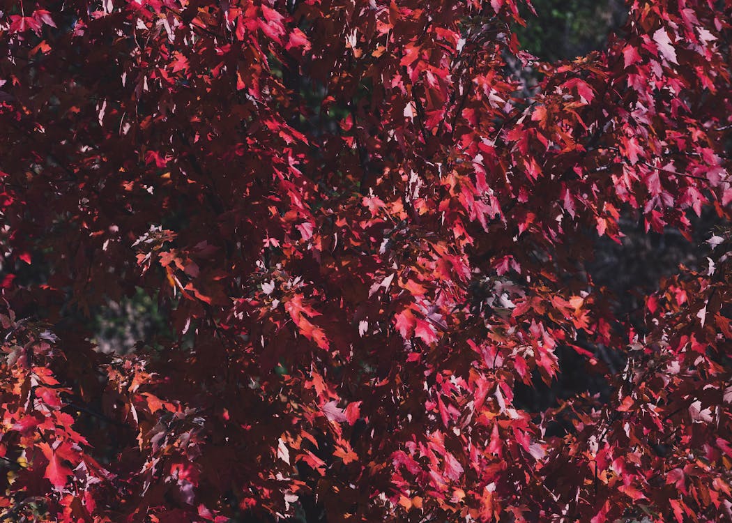 초점 사진 붉은 잎 나무