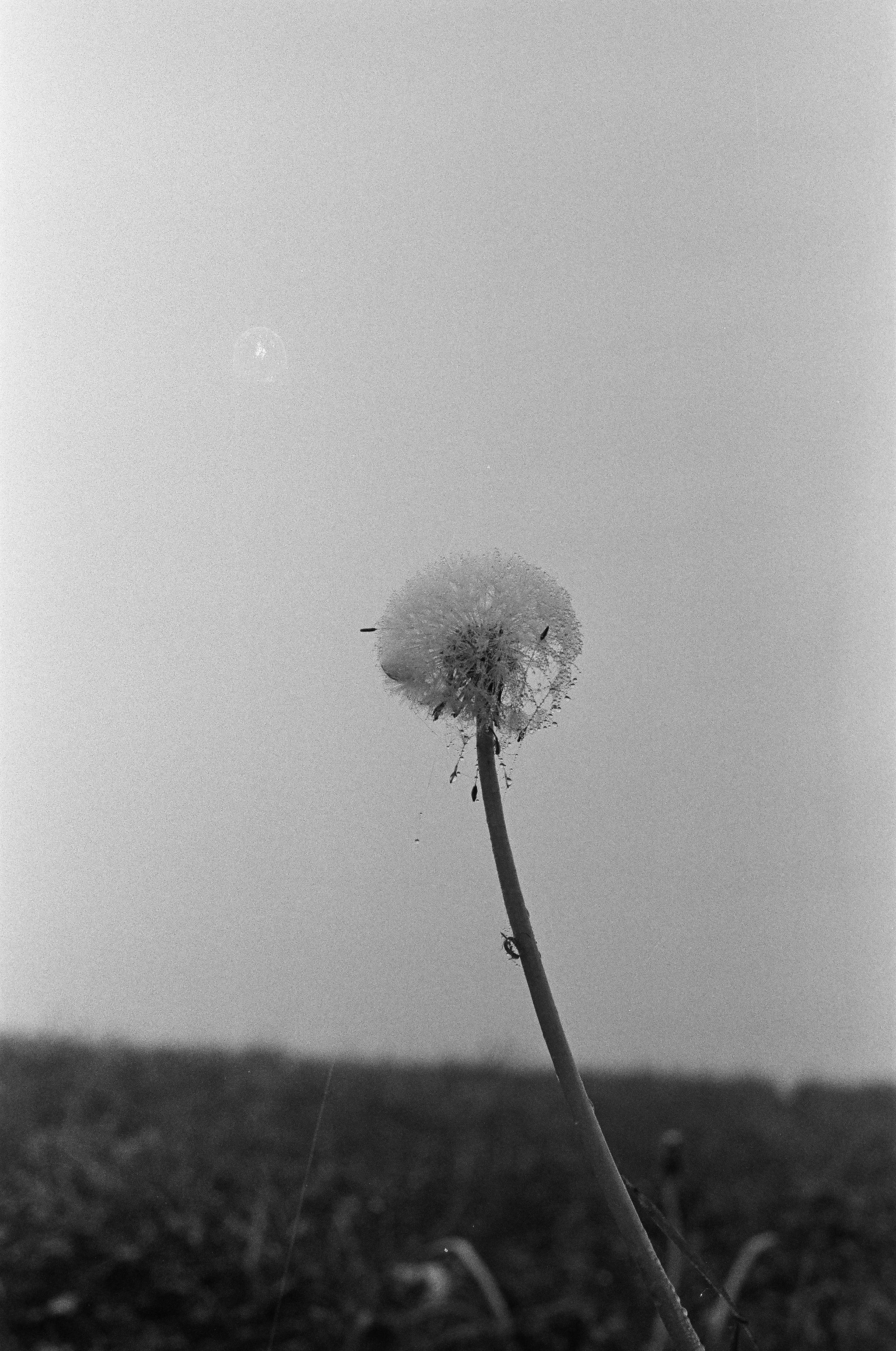 Black and white image of a lone dandelion against a blurred field backdrop, capturing serene solitude.
