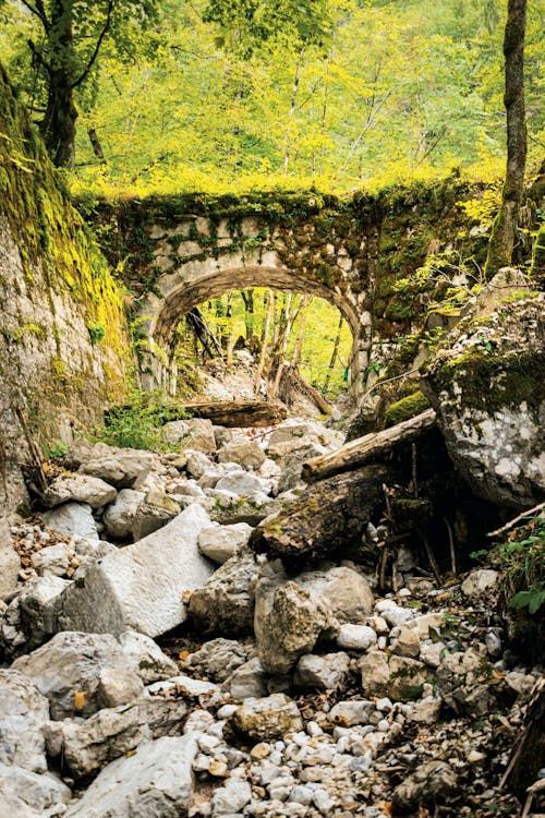 斯洛文尼亞, 森林, 橋 的 免費圖庫相片