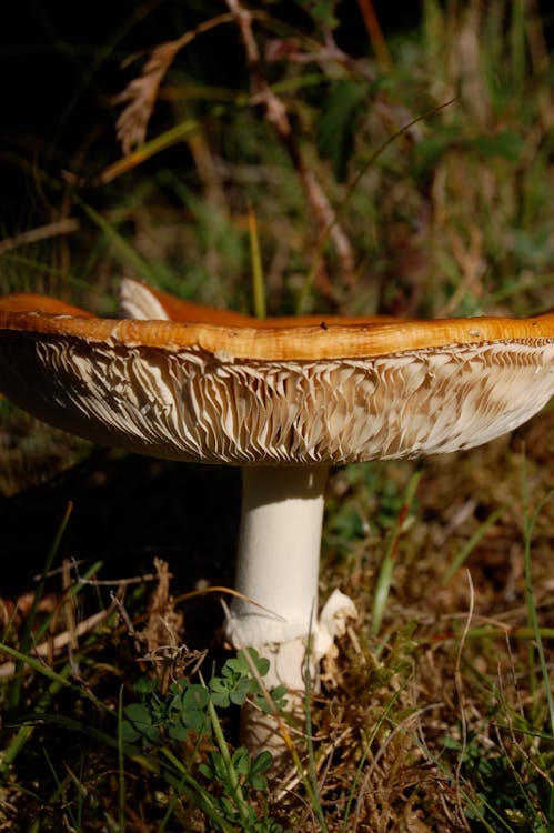 Close Up Photo of a Mushroom