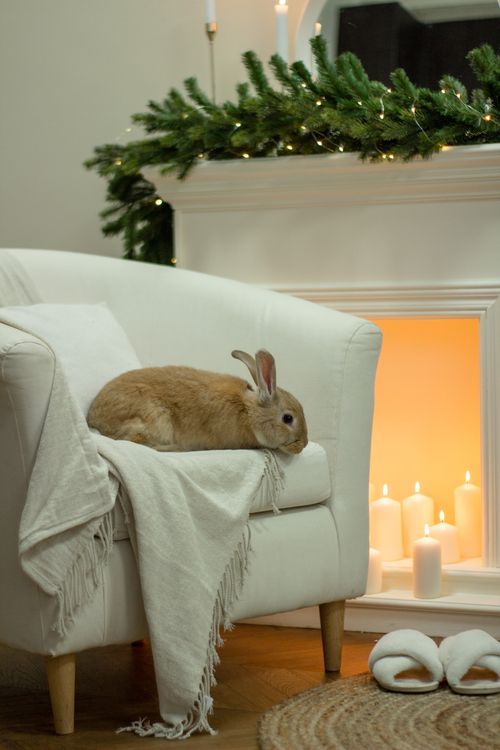 Free A cute rabbit lounging on a white armchair in a cozy, candle-lit living room setting. Stock Photo