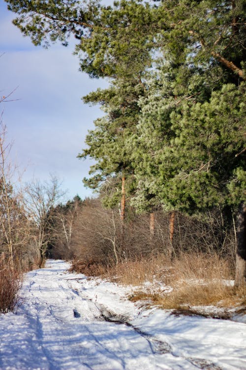 Gratis arkivbilde med bare trær, forkjølelse, snø