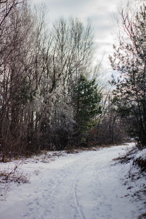 Free A tranquil winter scene on a snow-covered forest pathway surrounded by tall trees. Stock Photo