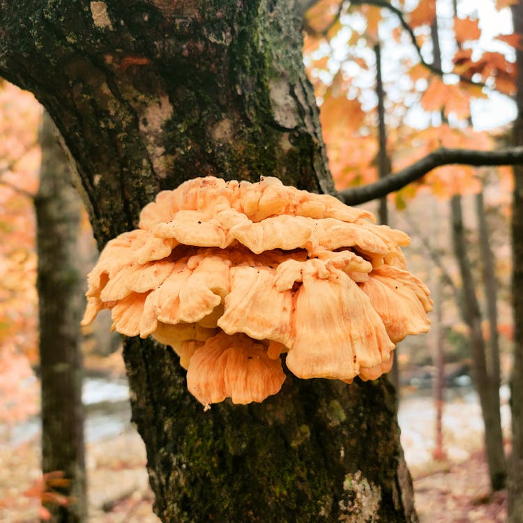 Mushroom Growing On Tree Bark