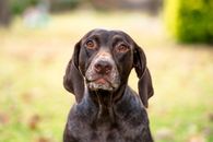 Black and White Short Coated Dog