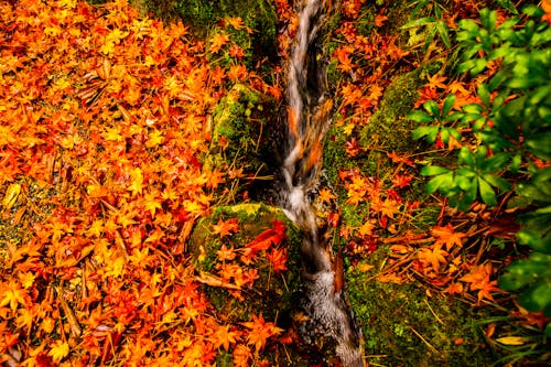 Безкоштовне стокове фото на тему «осіннє листя»