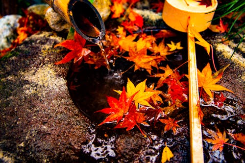 Free stock photo of autumn leaves Stock Photo
