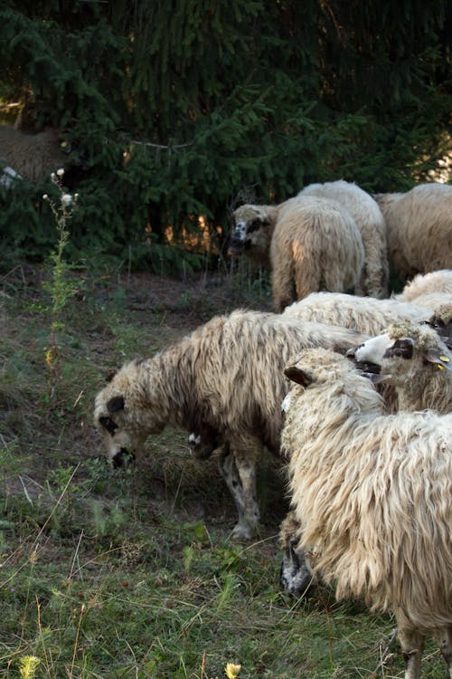 Sheep on a Field 