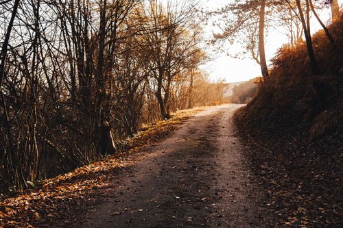 Free Peaceful pathway winding through forest in autumn with golden leaves and trees. Stock Photo