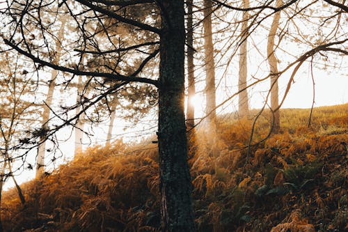 Tree Backlit by the Sunlight on the Mountain Slope with Green Grass