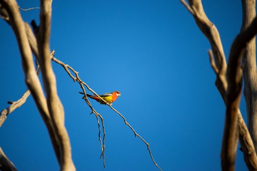  A Rosella Bird Perched on a Stem